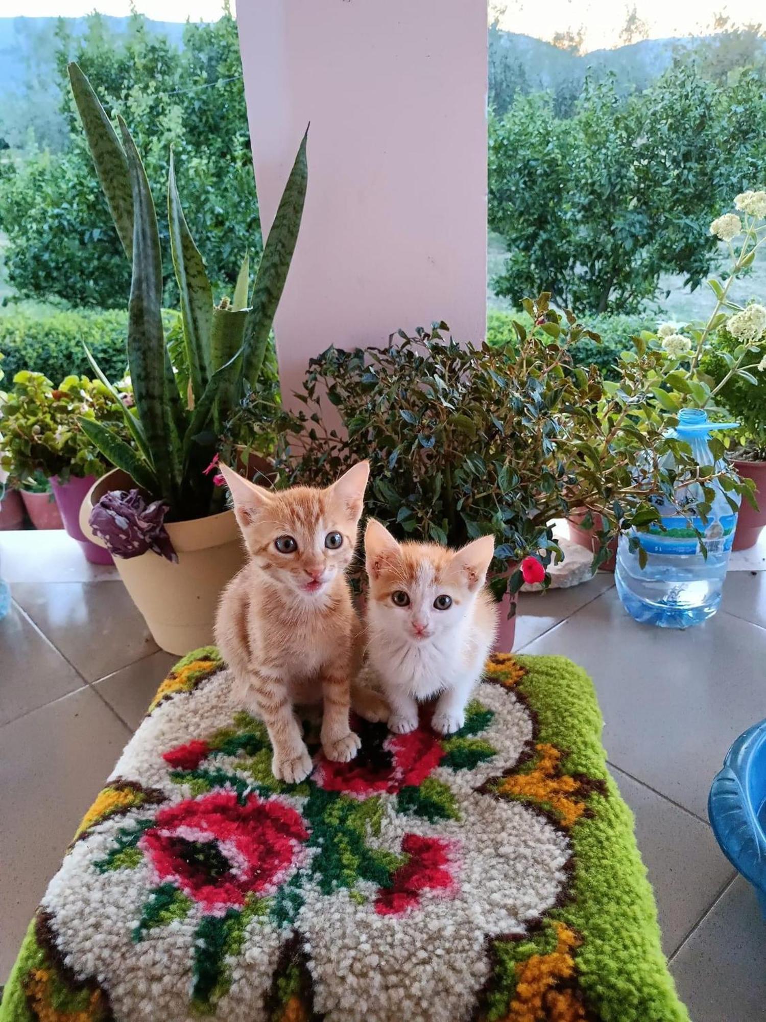 Guest House Fetie Μπεράτ Εξωτερικό φωτογραφία